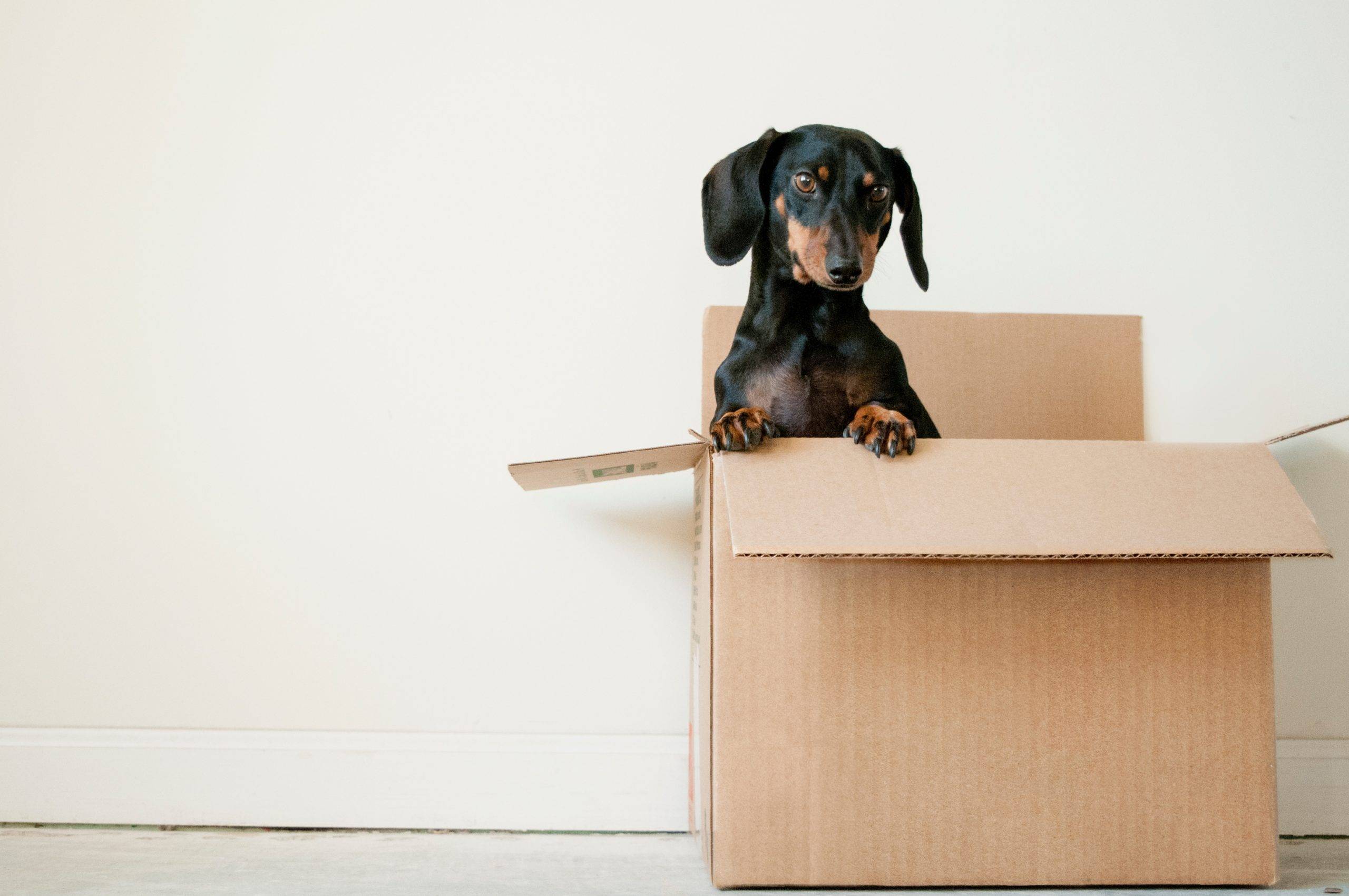 Adapting Your Cat After A Move Planyourmove